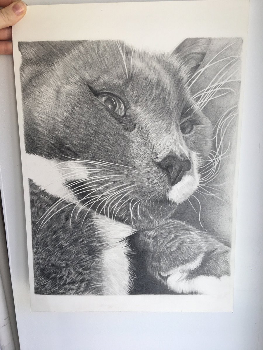 This is Dyson! A3 graphite pencil on Fabriano Artistico water colour paper. He was such a pleasure to draw but he did take me a while! #drawing #graphitedrawing #catdrawing #graphitecatdrawing #fulltimeartist #CatsOfTwitter #fabercastell