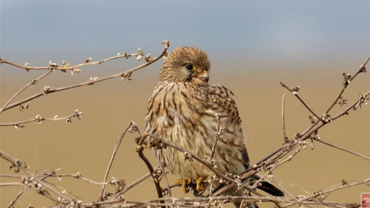 Prachtige Torenvalk

#PIXZ

pixz.nl/foto/detail/84…