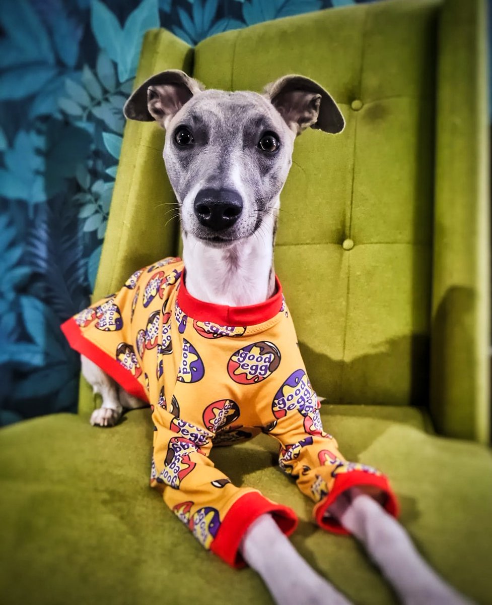 BrackenAndPaws's tweet photo. Here's Dolly resplendent in her #GoodEgg long-sleeved tee 🥚🍫
I'm totally sold out of this fabric now - just fumes left! It was printed to order, so it feels brilliant to use it all up 😊 #ReduceFabricWaste 🌍
Lots of fun stuff in the shop though 😊 #WhippetsOfTwitter https://t.co/wyUjmyIQmz
