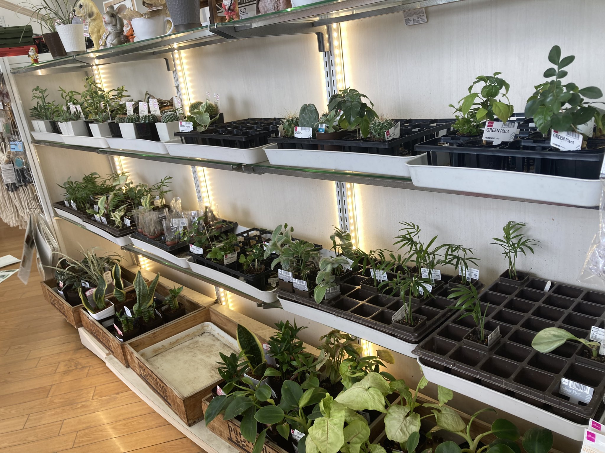 Keiのgreen Life 趣味垢 ダイソー巡りをしていますが 印西のモアにあるダイソーの観葉植物コーナーが1番幅をきかしていてw種類も多かったです ダイソー ダイソー観葉植物 100均観葉植物 園芸店千葉 100均観葉植物千葉 観葉植物情報