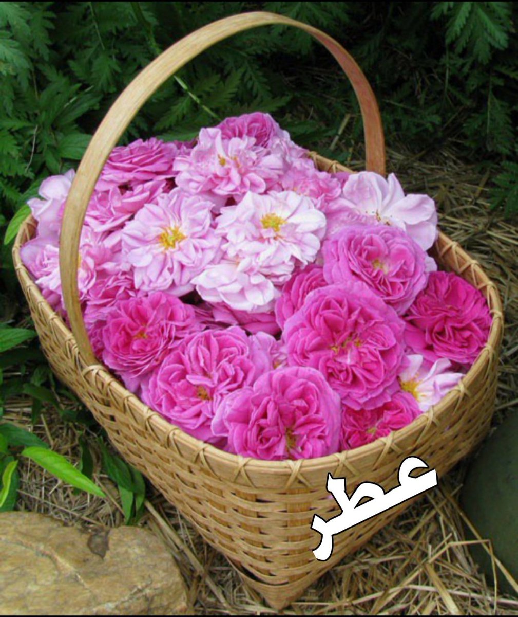 a5010k's tweet photo. للمتفاعلين واللي يردون الاضافة.....
( لايك ♥️ / رتويت 🔃 )
💙للدعم تابعني! 🔁اكتب تم
ضيفوا بعض وضيفوني 😇
#دعم_عطر
#الخميس_الونيس https://t.co/PfYFw606b1