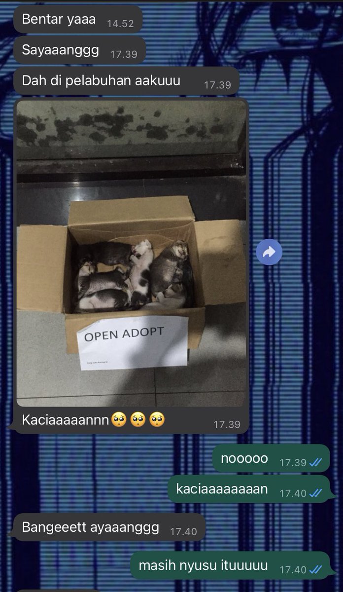 petsfess's tweet photo. 🐈 Critanya pacarku lg mau nybrang ke bali naik kapal. Kyny nemu ini di pelabuhan🥺 jujur gatega bgt.. ini daerah banyuwangi.. siapa tau ada yg daerah sana bs bntu adopt karena msh bayi bgt😭 pcr ku gabisa bantu krn dia lg kerja&amp;kita dom bdg https://t.co/RxepfB0RhM
