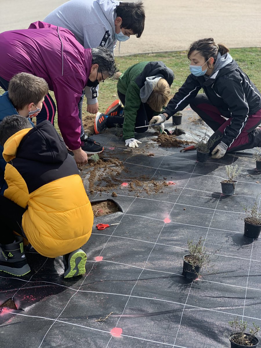 PlantateAlmazan's tweet photo. Plantación conjunta de plantas aromáticas: tomillo, romero, lavanda, santolina 🪴🌷🌺🌸  ¡qué bien se les da! Impacientes por ver los resultados y seguir cuidándolo 😊 @IES_Gaya @calasancioalmaz @CepaAlmazan @CIFPALMAZAN @CeipDiegoLainez #APServicio #intergeneracionalidad https://t.co/NZ3xVYWdSX