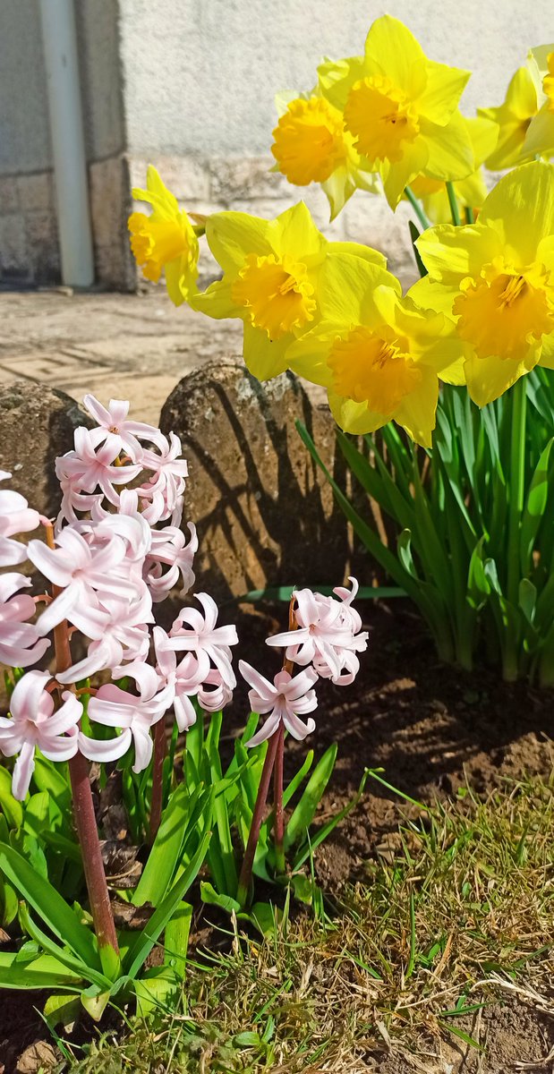 Riklia13's tweet photo. #flores #flor #Flowers #flower #fiore #Primavera2022 #primavera #Spring #spring_flowers #springtime #Printemps #naturaleza #NaturePhotography #nature #NatureBeauty #naturelovers #naturelover #natureza #fleurs https://t.co/LFiHRIIVwy