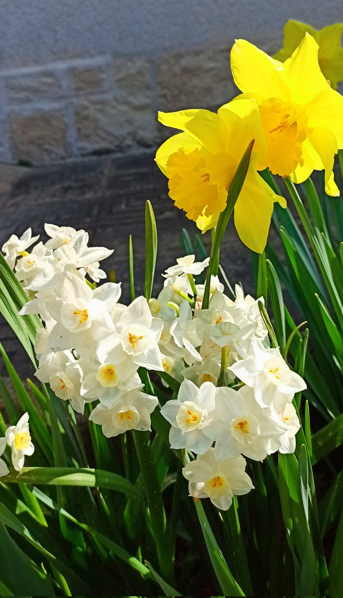 Riklia13's tweet photo. #flores #flor #Flowers #flower #fiore #Primavera2022 #primavera #Spring #spring_flowers #springtime #Printemps #naturaleza #NaturePhotography #nature #NatureBeauty #naturelovers #naturelover #natureza #fleurs https://t.co/LFiHRIIVwy