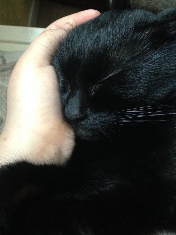 Esse é o Kaius, pessoal!! Ele tem 1 ano e alguns meses e é um Amorzinho quando não ta tentando morder meu pé.