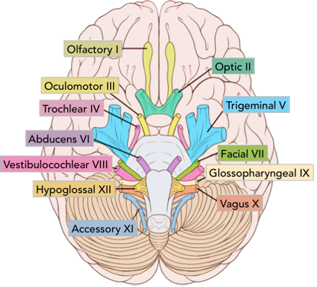 sabthagi's tweet photo. 1/11
First Year Medics- DO YOU KNOW YOUR CRANIAL NERVES 1-6? 🧐

Read this thread so your 🧠 can learn about its cranial nerves!

@medicsAcademy #MedEd #cranialnerves #MedTwitter https://t.co/x9bBaKJM9x