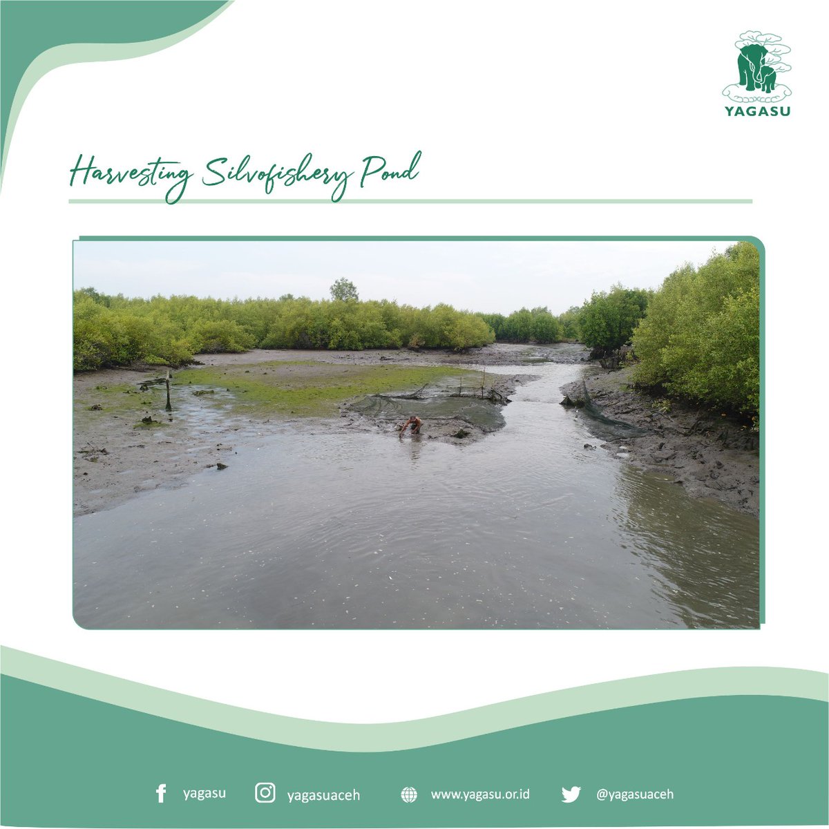yagasuaceh's tweet photo. The Yagasu team carried out monitoring to record harvest yields from managed silvofishery ponds. The development of silvofishery ponds does not only benefit the pond management community group because there is no need to provide additional feed for pond contents,(cont) https://t.co/lmdCjLGCzs