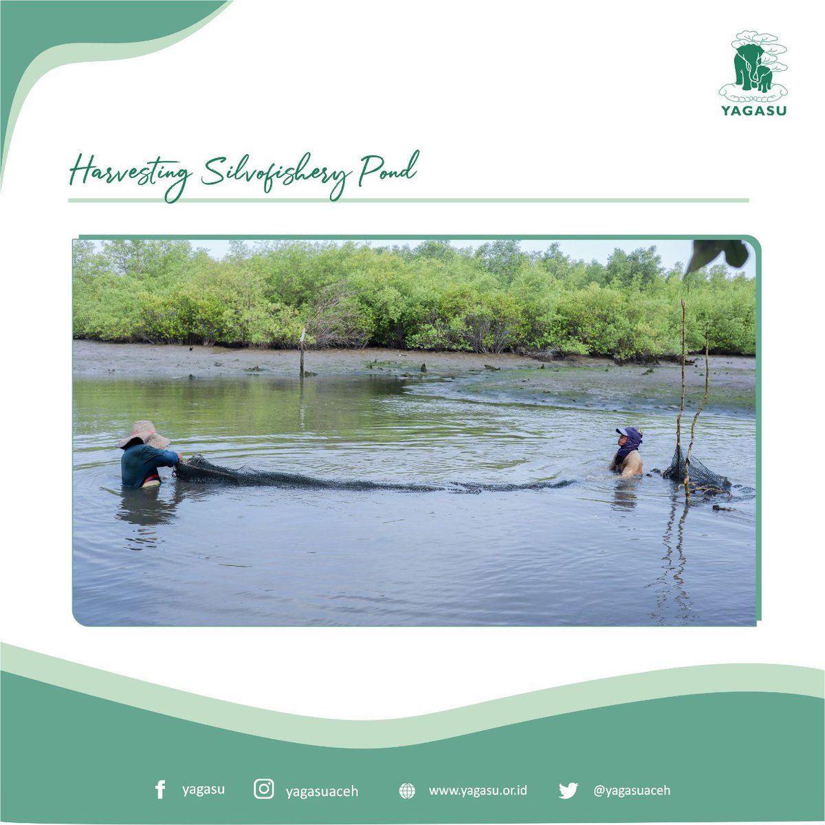 yagasuaceh's tweet photo. The Yagasu team carried out monitoring to record harvest yields from managed silvofishery ponds. The development of silvofishery ponds does not only benefit the pond management community group because there is no need to provide additional feed for pond contents,(cont) https://t.co/lmdCjLGCzs