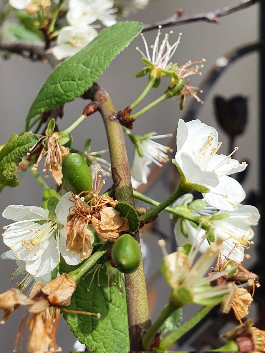 RobertaPellegat's tweet photo. Qualche goccia di #pioggia e i #fiori si trasformano in piccole susine. #Susino #Ramassin comprato anni fa ad Orticola. Frutto antico, matura verso la fine di luglio, autofertile. Ce la mette tutta anche  in terrazzo in città😊 https://t.co/FsFWDEmMWv