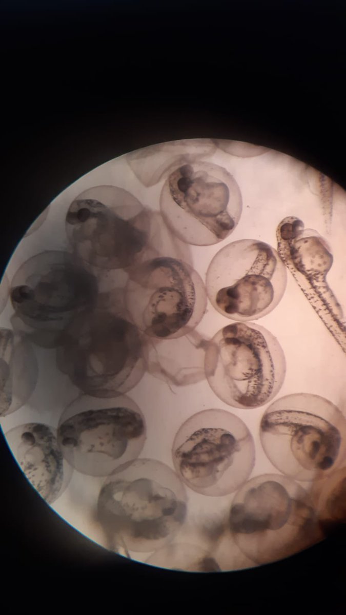 CSAsalamanca's tweet photo. “Un pequeño pez para responder las grandes preguntas de la biomedicina”, prácticas de biología con INCYL. @Incyl_Usal #VISF #EnseñarEducando https://t.co/sKKb8TlE6k