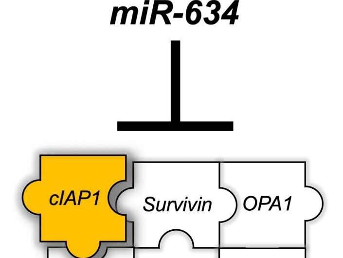 Anti-cancer dream cream shrinks oral tumors bit.ly/3tVTHTy #drugdiscovery #Cancer #SPYAIR