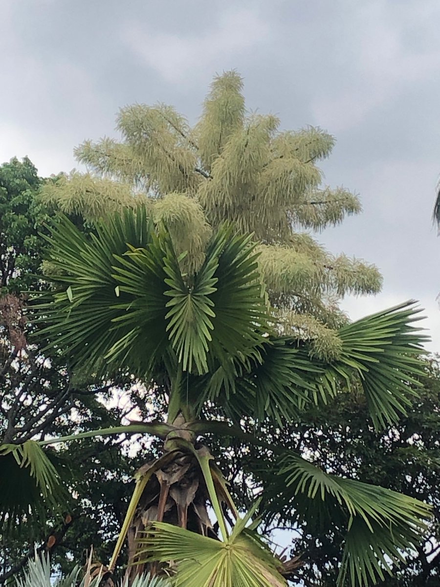 Así va la Palma Ceilán del Jardín Botánico de Caracas. 
Sencillamente hermosa. Vale la  pena verla.