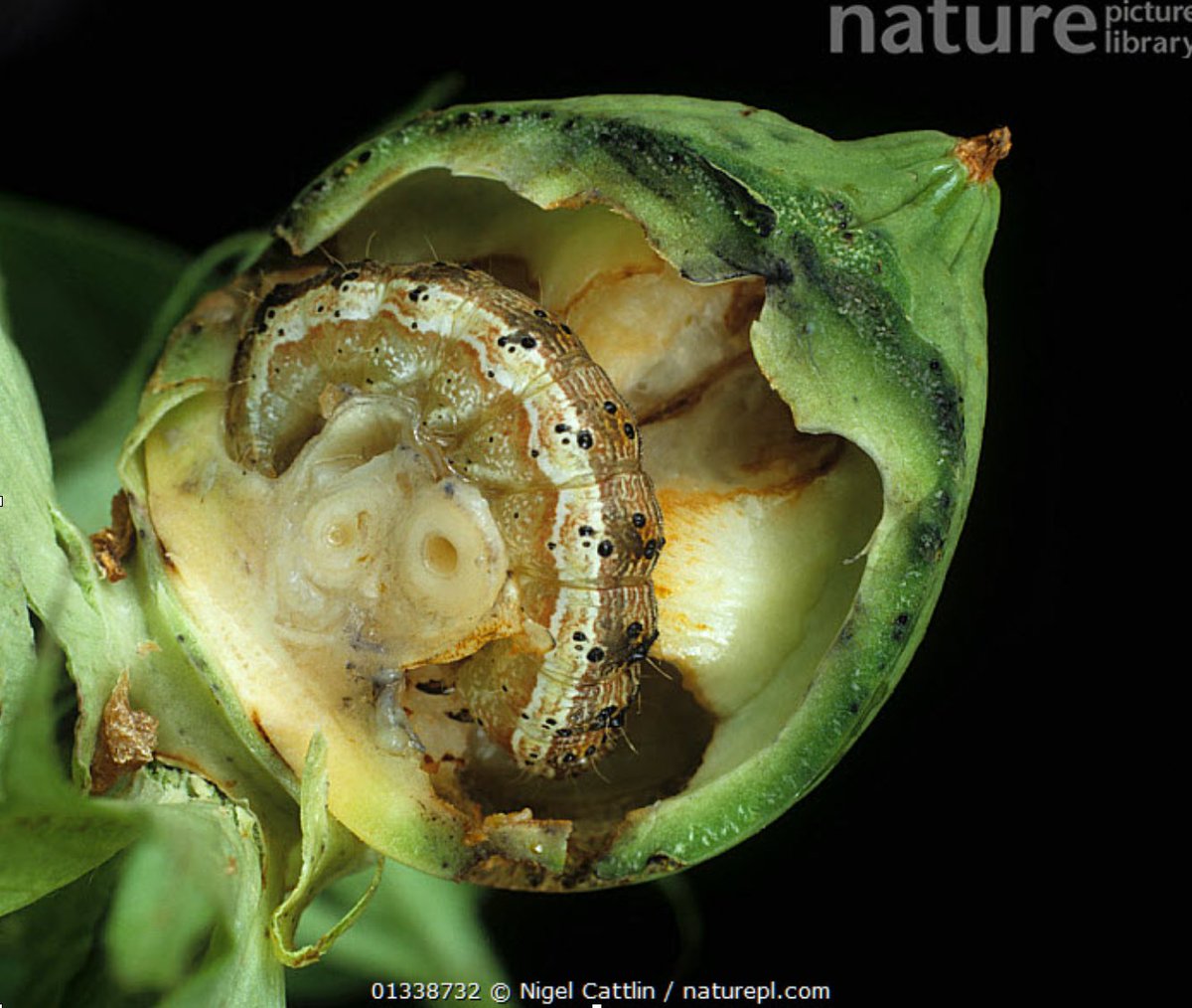 Henry North (@henrylnorth) on Twitter photo Come join us <a href="/CamZoology/">Dept of Zoology</a> @mel_rosina <a href="/gmkov/">Gabriela Montejo-Kovacevich 🇪🇺</a> to work on Helicoverpa with Celso Omoto & Alberto Soares! If you speak Portuguese, are interested in spending time in São Paulo, linkage & association mapping, pesticide resistance, get in touch! jobs.cam.ac.uk/job/34326/ Come join us <a href="/CamZoology/">Dept of Zoology</a> @mel_rosina <a href="/gmkov/">Gabriela Montejo-Kovacevich 🇪🇺</a> to work on Helicoverpa with Celso Omoto & Alberto Soares! If you speak Portuguese, are interested in spending time in São Paulo, linkage & association mapping, pesticide resistance, get in touch! jobs.cam.ac.uk/job/34326/