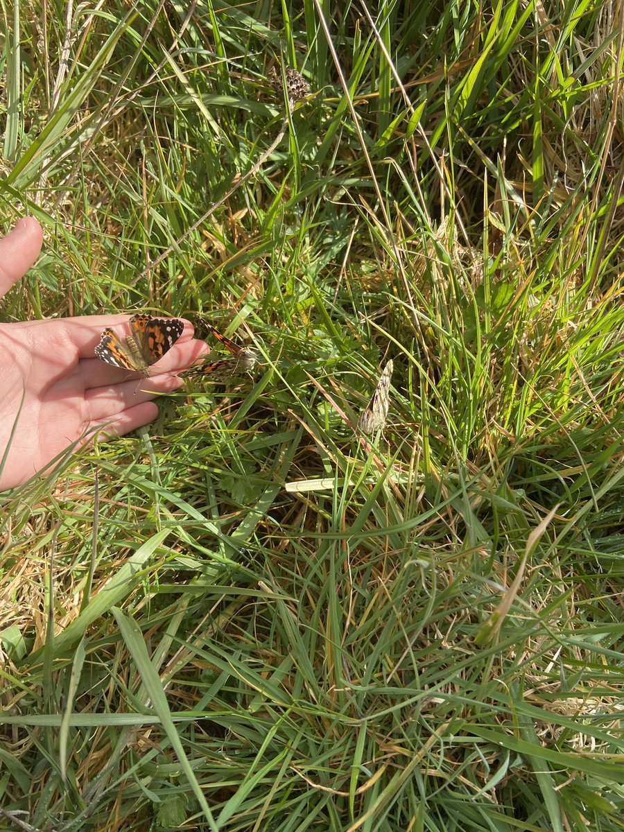 1E did a great job setting three little butterflies free today. Good luck little butterflies 🦋 #RaiseTheBarr