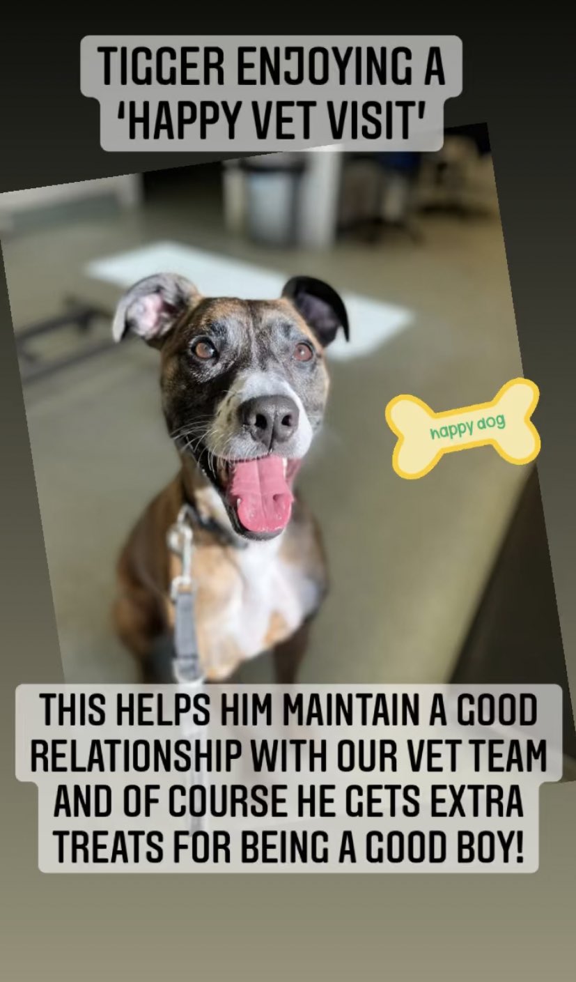 Dogs Trust Glasgow Happy Vet Visit For Tigger Dogbehaviour Postiveemotions Relationshipbuilding Rewardbasedtraining Dogsoftwitter T Co 3fuyfn2w1q Twitter Dogs Trust Glasgow Happy Vet Visit For Tigger Dogbehaviour Postiveemotions Relationshipbuilding Rewardbasedtraining Dogsoftwitter T Co 3fuyfn2w1q Twitter