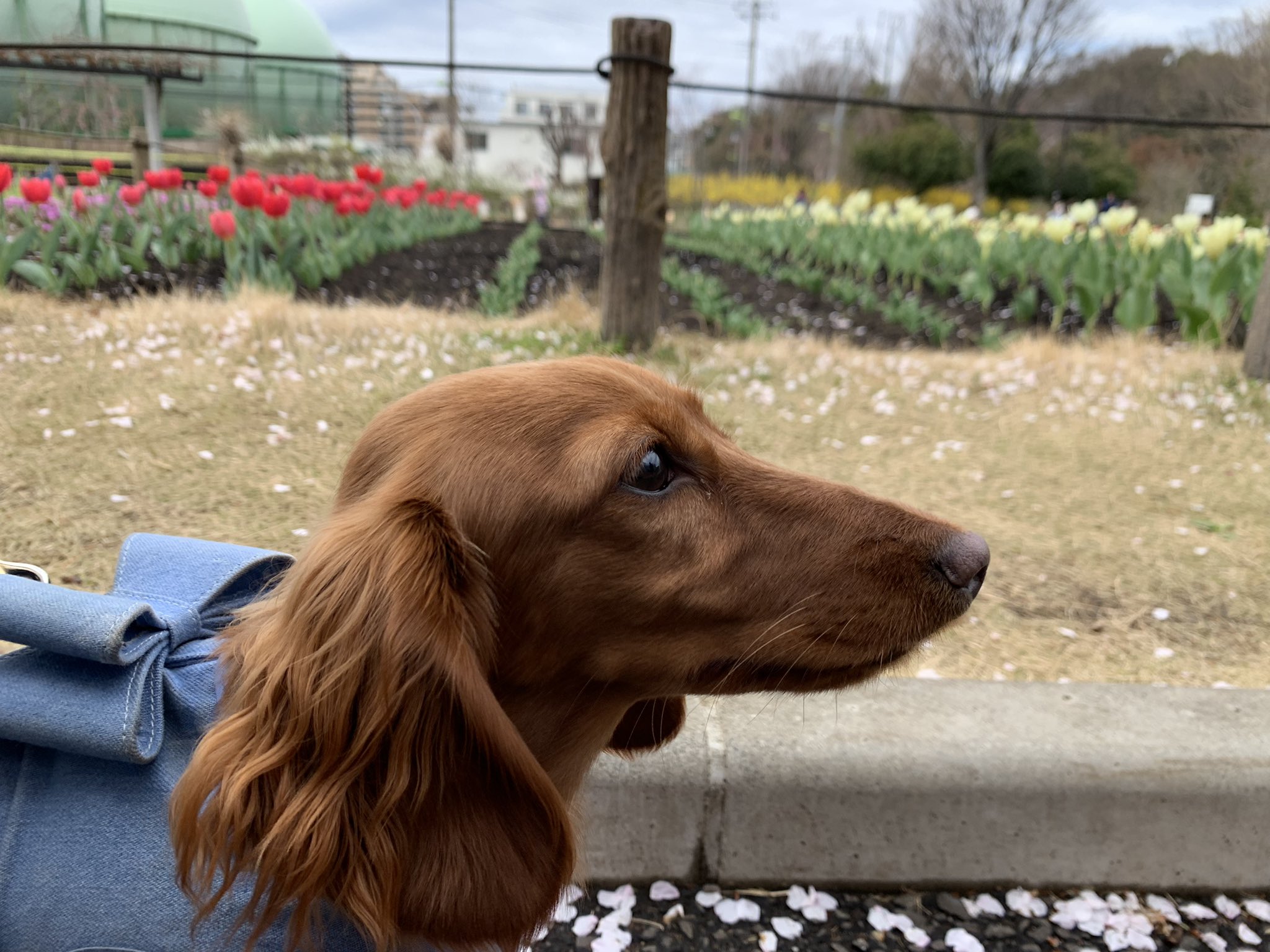 ダックスもも 20歳ミニチュアダックスももとの日々 - YouTube