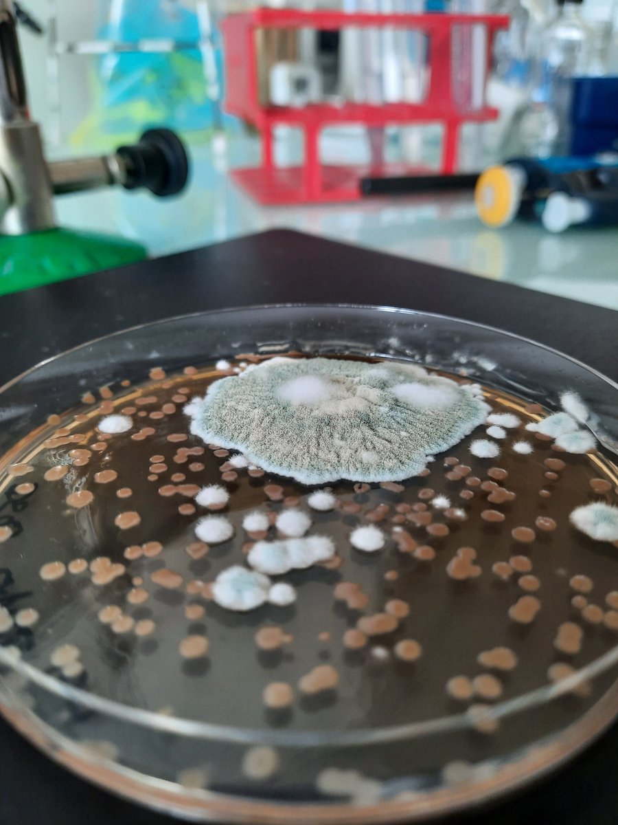 It's like an archipelago 🏝 <a href="/ContamClub/">Contamination Club</a>