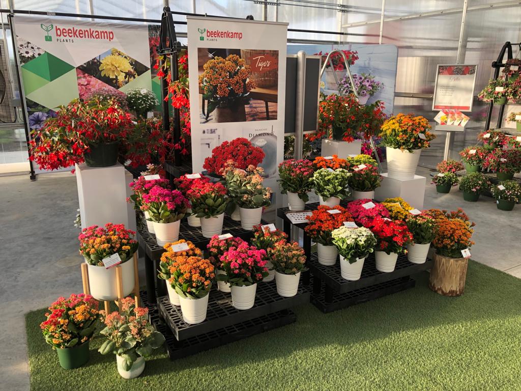 Slijkermankalan's tweet photo. This week the California Spring Trials 2022 take place. Our colleague Stef is happy to welcome you there, together with the @BeekenkampNL team. Find us at the Greenfuse location in Somis🇺🇸. Please book your visit at https://t.co/S87tmNbjqB
#CAST #kalanchoe #fair https://t.co/VFtDSvyxaO