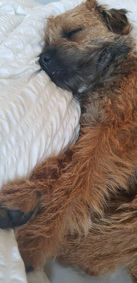 BtGryff's tweet photo. Hi Pals, can anyone of you recommend a round the waist type lead/harness arrangement. HooMum considering running again. She'll have a job to keep up with me 💨 https://t.co/qsbhWrsX8e