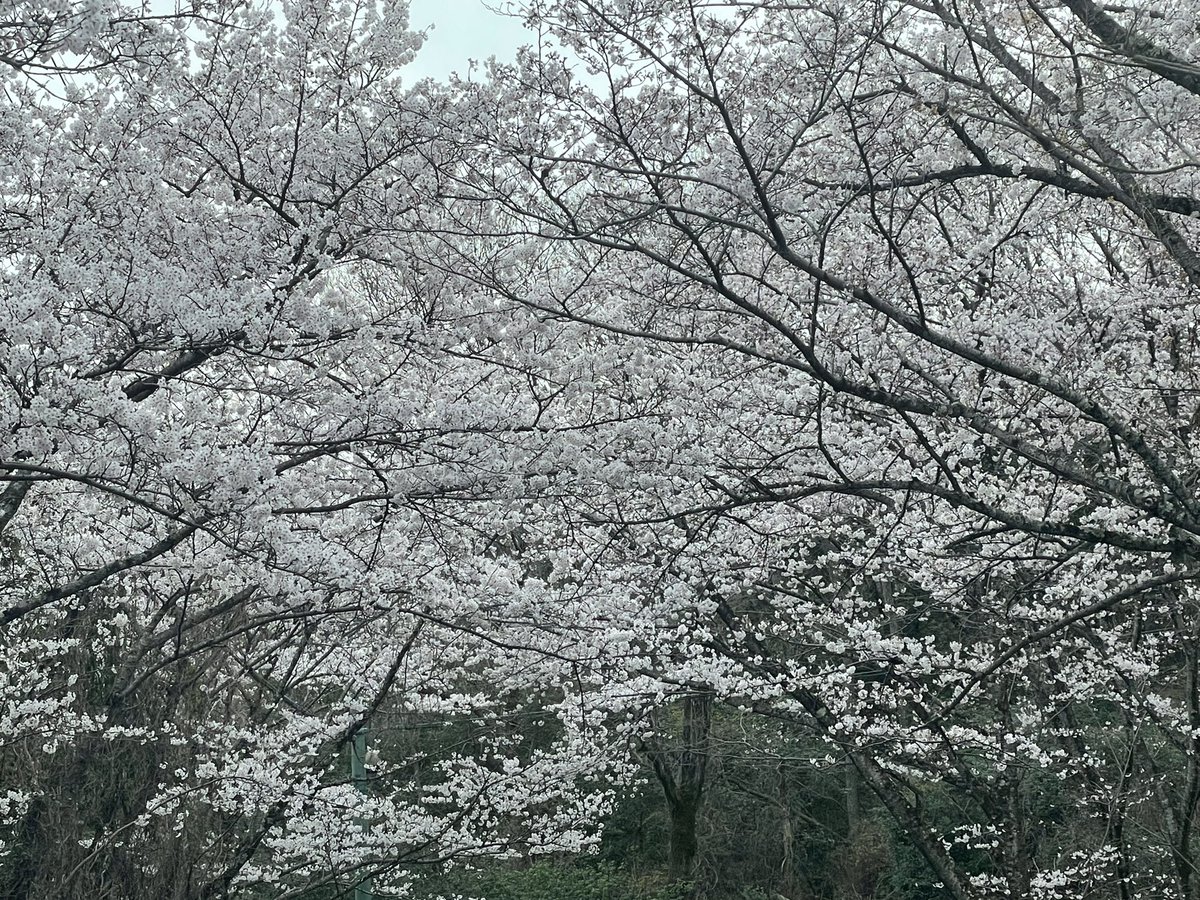 actor03YN's tweet photo. 昨日、母の病院の後に家族で摂津峡の桜🌸見に行った✨

母が4月に脊椎の難病の手術で入院するから会えなくなる...
おっきい手術やけどお母さんと執刀医の先生には頑張って貰って、私は支えれるところを支えてあげるしかない。

退院して元気になったら、いっぱい旅行連れて行きたいな😌 https://t.co/DJf9gWu7oc