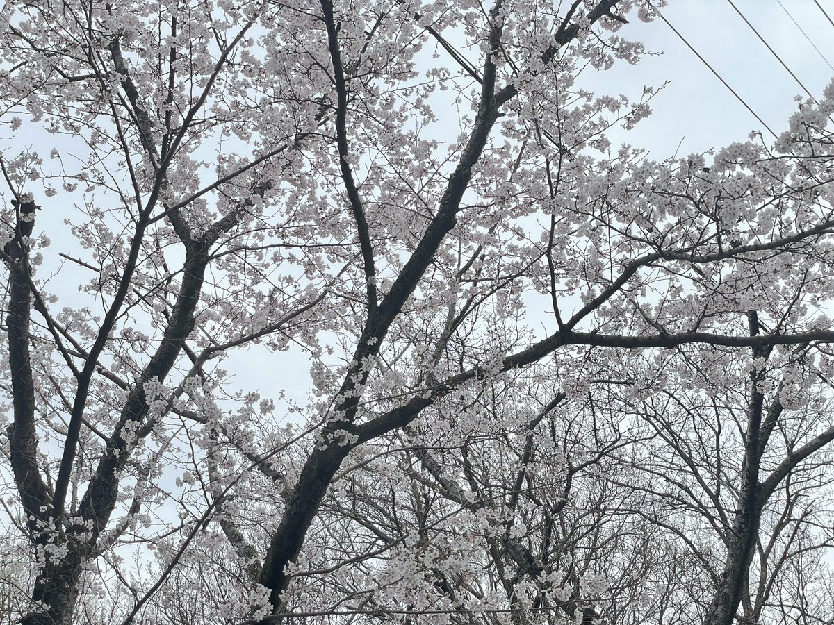 actor03YN's tweet photo. 昨日、母の病院の後に家族で摂津峡の桜🌸見に行った✨

母が4月に脊椎の難病の手術で入院するから会えなくなる...
おっきい手術やけどお母さんと執刀医の先生には頑張って貰って、私は支えれるところを支えてあげるしかない。

退院して元気になったら、いっぱい旅行連れて行きたいな😌 https://t.co/DJf9gWu7oc