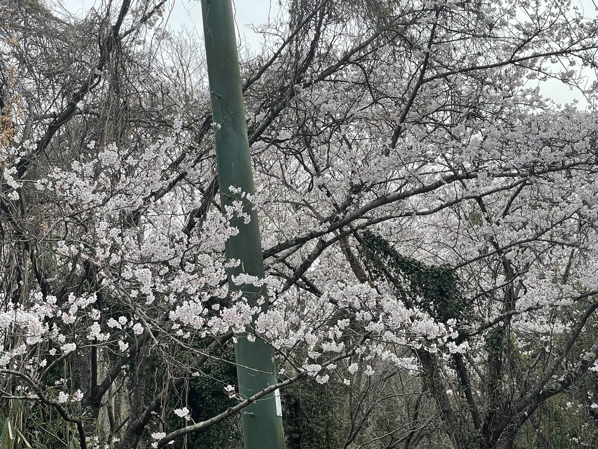 actor03YN's tweet photo. 昨日、母の病院の後に家族で摂津峡の桜🌸見に行った✨

母が4月に脊椎の難病の手術で入院するから会えなくなる...
おっきい手術やけどお母さんと執刀医の先生には頑張って貰って、私は支えれるところを支えてあげるしかない。

退院して元気になったら、いっぱい旅行連れて行きたいな😌 https://t.co/DJf9gWu7oc