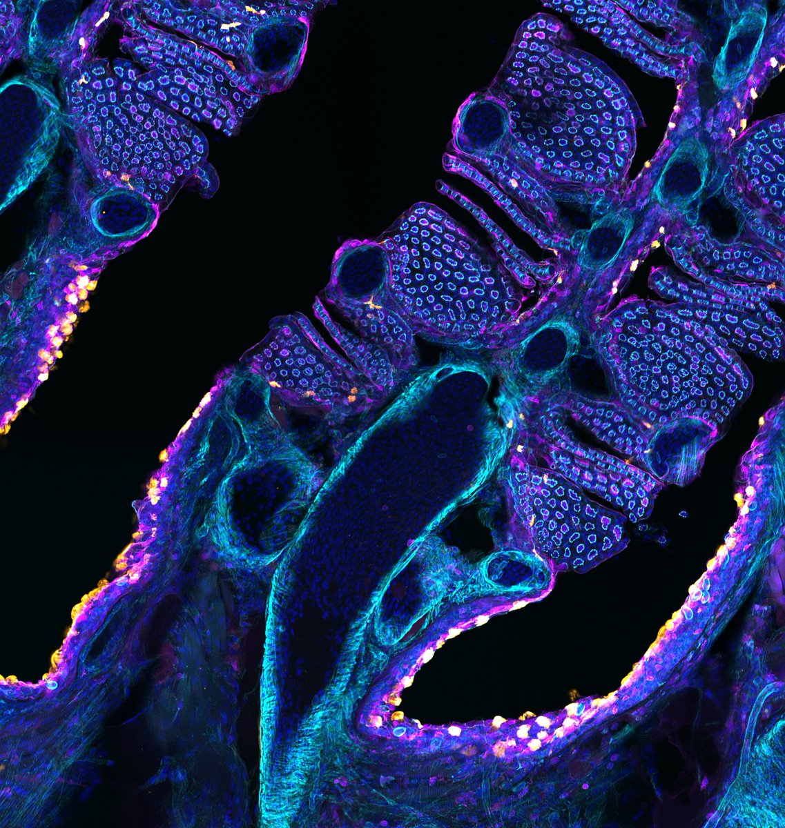 iceflon's tweet photo. Adult zebrafish Gills - MHC2 expressing cells (magenta) and mucous cells (Orange). 
@biovitenskap @AndorTechnology @ZebrafishRock @unioslo_mn 
 
#Biology #scicomm #Science https://t.co/OpxFeiroZi