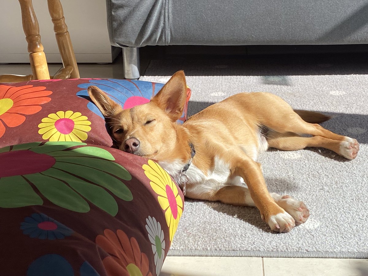 zoom_dog1's tweet photo. Hard life.
#adorable #CoolDogs #dog #dogsoftwitter #Like https://t.co/DDiT8Q6Ogw