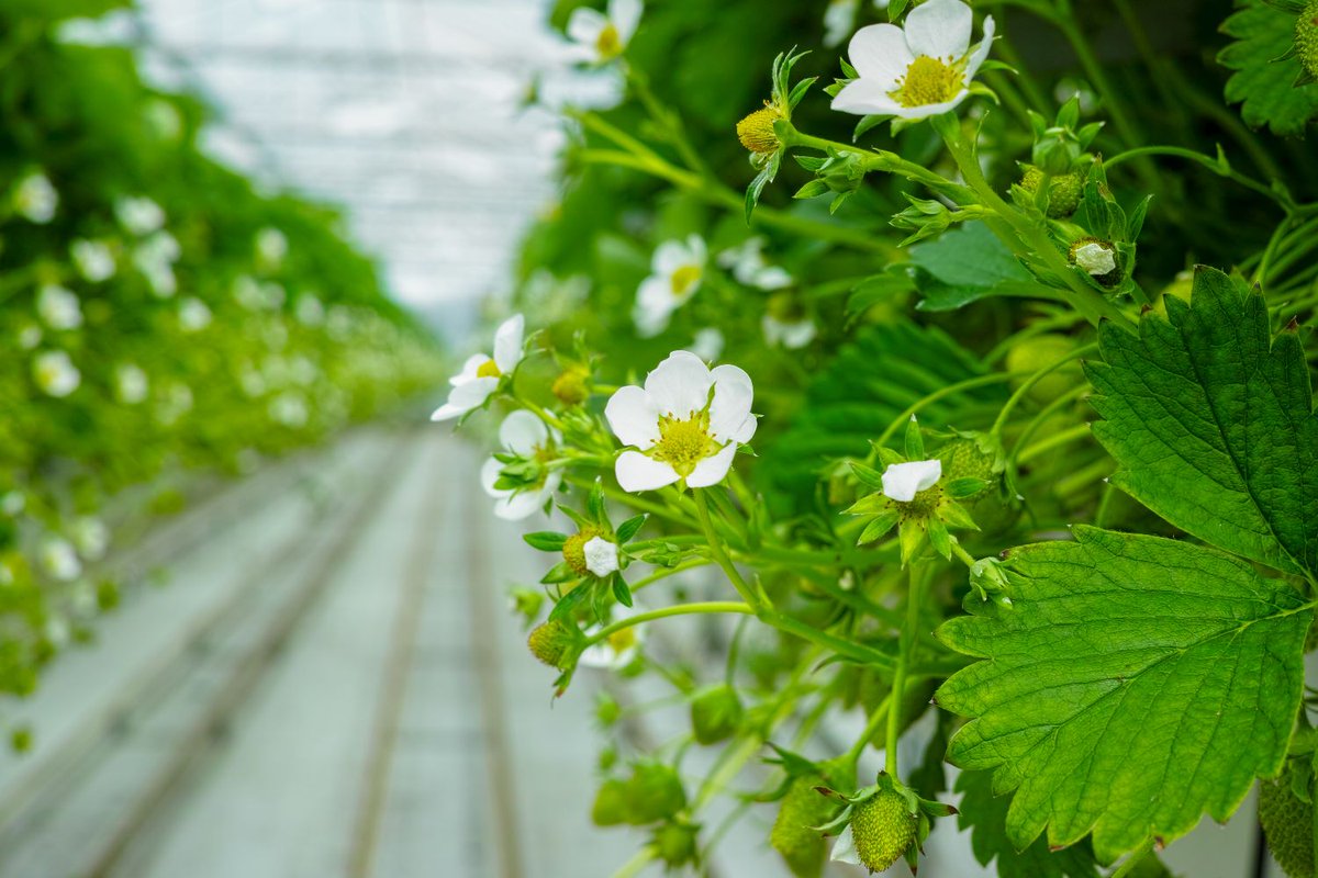 Nieuw fungicide POLYVERSUM nu ook toegelaten in biologische teelt (Skal). Lees meer: upl-ltd.com/nl/news-detail… #aardbeiteelt #gewasbescherming #skal