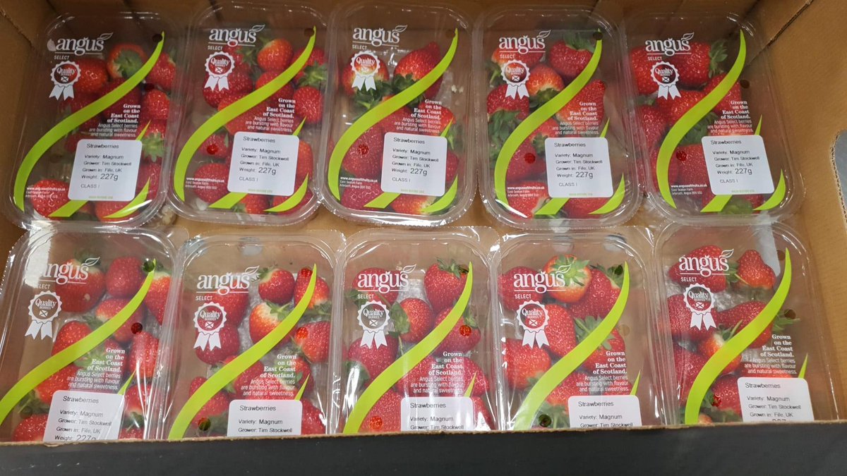 AngusFruit's tweet photo. The early spring sunshine has worked its magic! Our first Scottish #Strawberries 🍓 of the year have been picked and are on their way to one of our best customers at the Glasgow Market 😉
#AngusSelect #ScottishStrawberries #AngusTradingTeam #TheBerrySpecialists https://t.co/yxYpeIJlOf