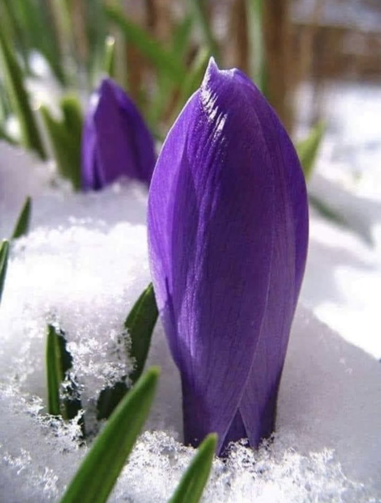 AtwLuv's tweet image. #beautifulspring 🤍💜💚