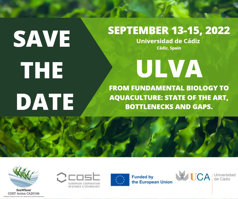 Save the date! 
From fundamental biology to aquaculture: state of the art, bottlenecks and gaps.
Date: September
Location: Spain, Cadiz.

For more details visit our website: seawheatcost.haifa.ac.il

#SEAWHEAT #COSTACTION #SEAWEEDS #ULVA