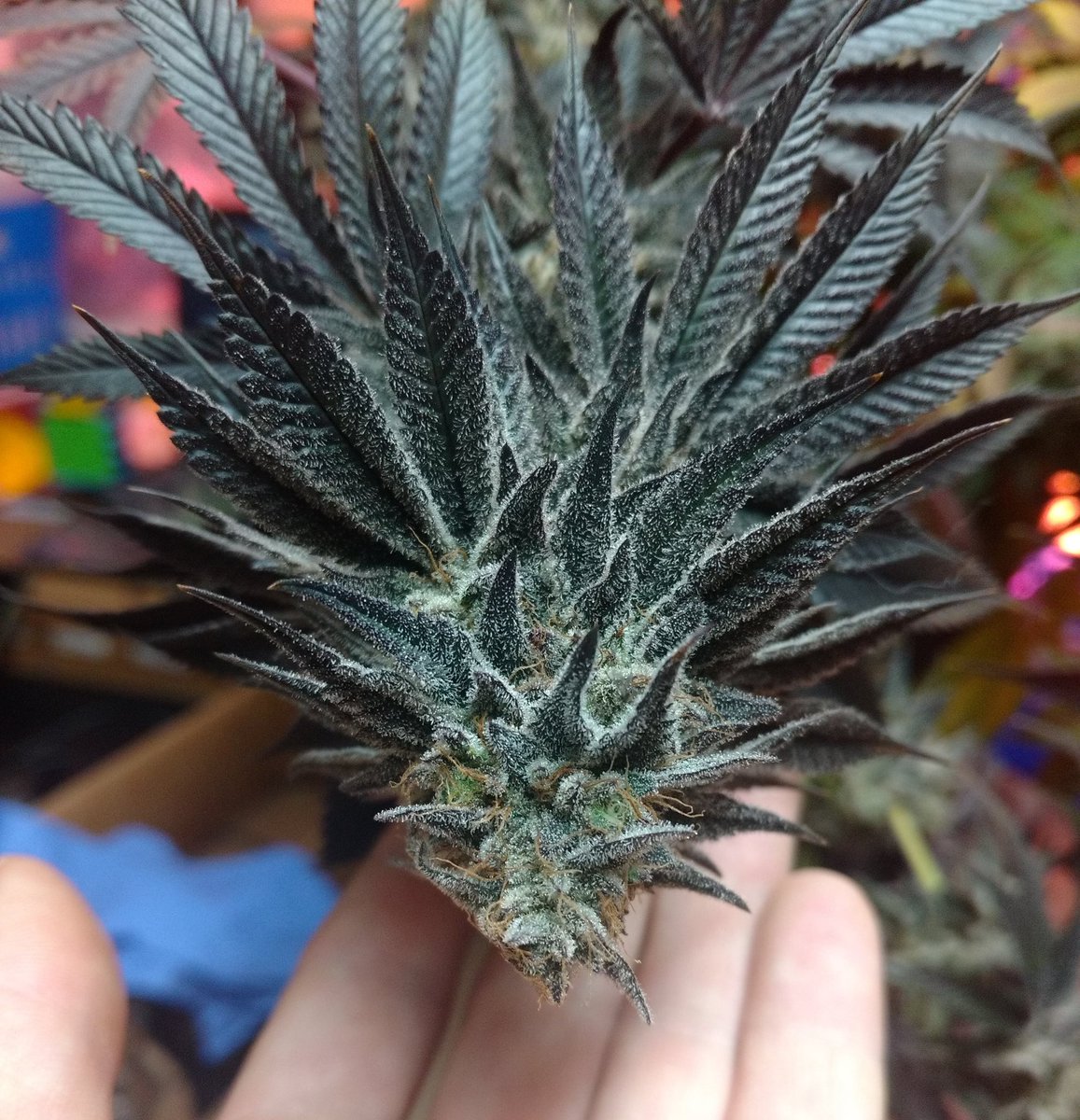 SeedsmanSeeds's tweet photo. 🌱  COOKIES AND CHILL CBD 2:1 🌱 by @TempleGrower x #MedMarch

🤭 Do you find any resemblance?

📲 Share your photos with us using #SeedsmanSeeds https://t.co/J8StK0dkZG