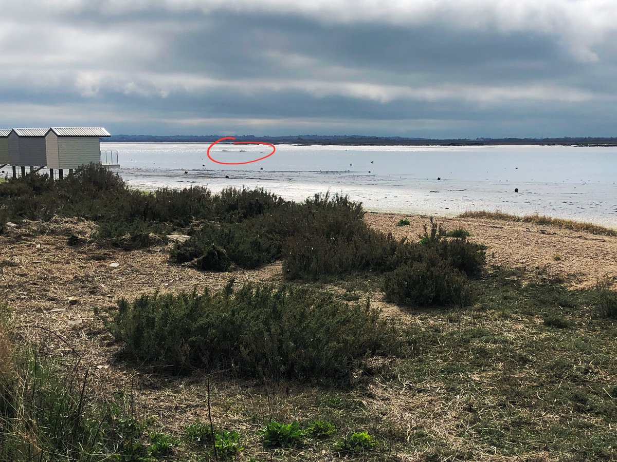 EssexWildlife's tweet photo. Something unusual has been spotted between Osea beach huts and Northey Island around lunchtime today. It's been described as 'much bigger than a seal' and can be seen in the image below.

We are appealing for more information, please contact us with any descriptions or photos. https://t.co/YyV2va800r