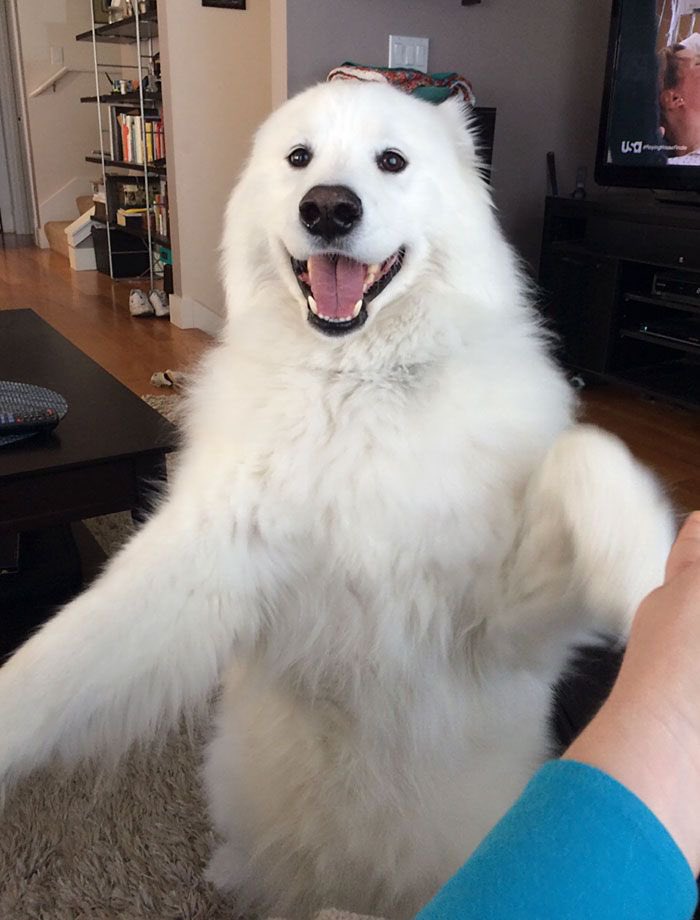 that's how happy i am when i see new followers of our twitter. #SHIBARMY #SHINJA #SaitaMask #slap #cryptocurrencies #NFTGiveaway #Airdrops #1000xgem #CMC #FLOKI #kiba #anime #memecoin  #altcoin