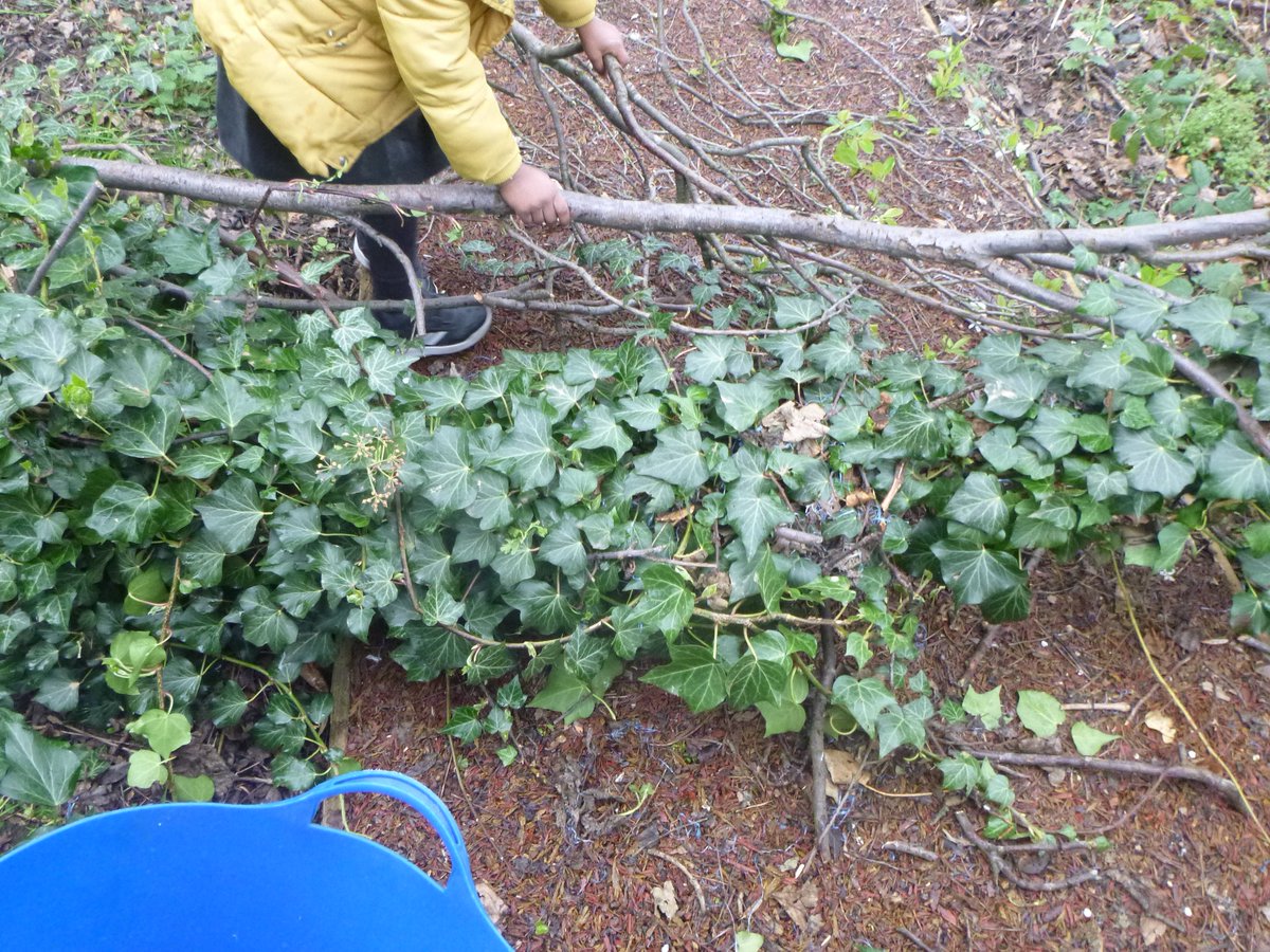 chapelendinfant's tweet photo. #motivatedtolearn #curiouschildren @SuntrapCentre A tree has fallen in the wild wood. Children were keen to explore and voiced their thoughts about what had happened - "It's the storm", "I think the gruffalo", "It's a shame  the trees have fallen because nature is so wonderful" https://t.co/1U6b1nEGjZ