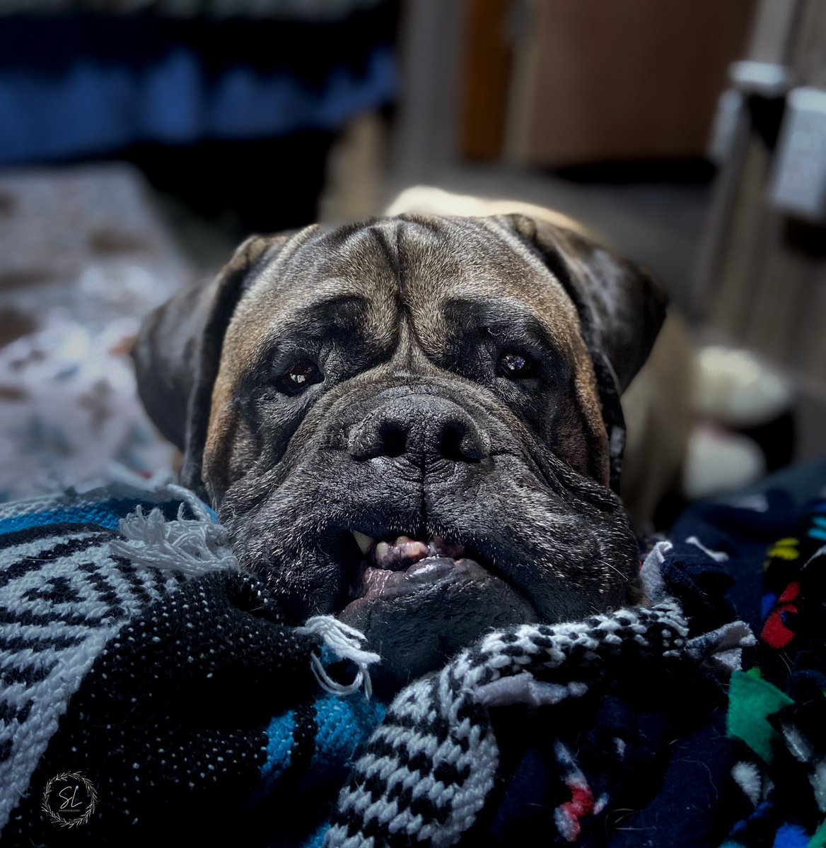 Why isn’t it Friday yet?! Moms imma stare at you all day till you changes it! This is some poop! I want to pawty! #dogtwitter #dog #thursdayvibes #bullmastiff #twitterdog #dogcommunity