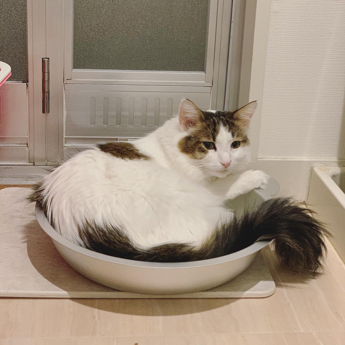 coco_k716's tweet photo. 残り3時間となりました💦
#クラウドファンティング 挑戦中‼️
愛猫カラがココに続き、FIPに😭海外の治療薬しかなく、高額となります😢
⏩https://t.co/C6HJLW28ej
ご支援、#拡散 お願いします🙇‍♀️

#fip #猫伝染性腹膜炎 #猫好きさんと繋がりたい #猫  #猫のいる幸せ　#猫のいる暮らし #猫のいる生活 
⬇️ https://t.co/zsjIwktOYd