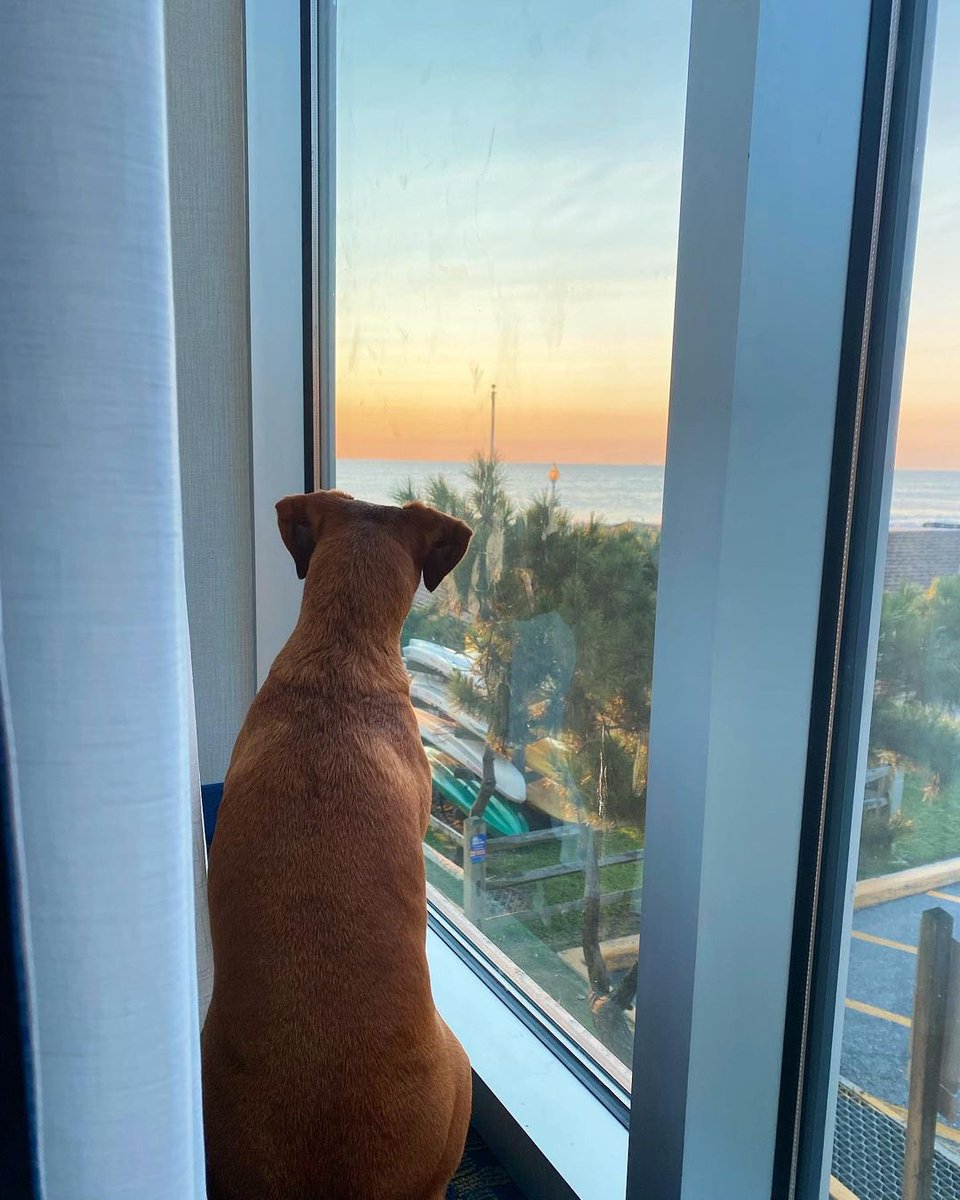 She’s just as excited as you are to get out there and explore 🐶☀️ Bring fido on your next vaca to the Delaware Beaches. We LOVE pups here #visitrehoboth 

📷 @brooklynboundhound 
#LoveDEBeaches #pup #fido #dog #cute #excited #vacation #puppylove #doggies #dogsoftwitter