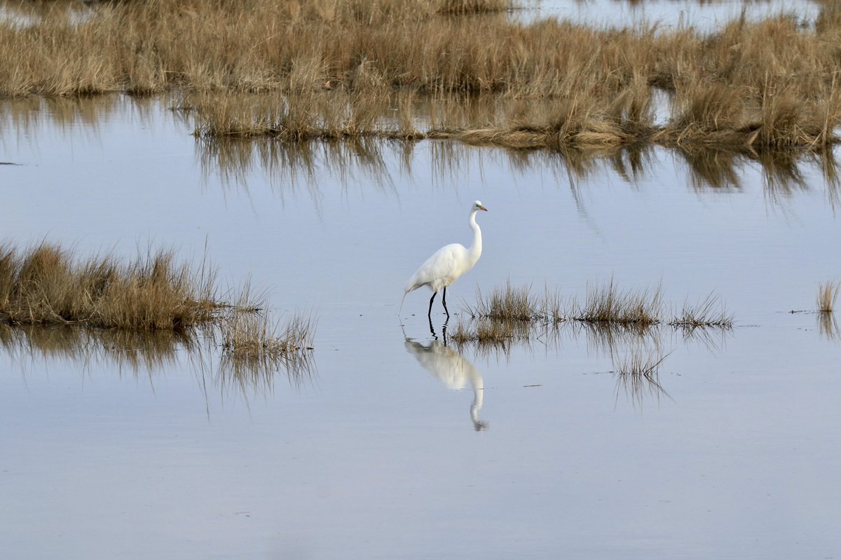 TaniBergeron's tweet image. I’m glad to say it’s the last day of March! #MarchReflectionChallenge #TwitterNatureCommunity #CTNatureFans #birdphotography