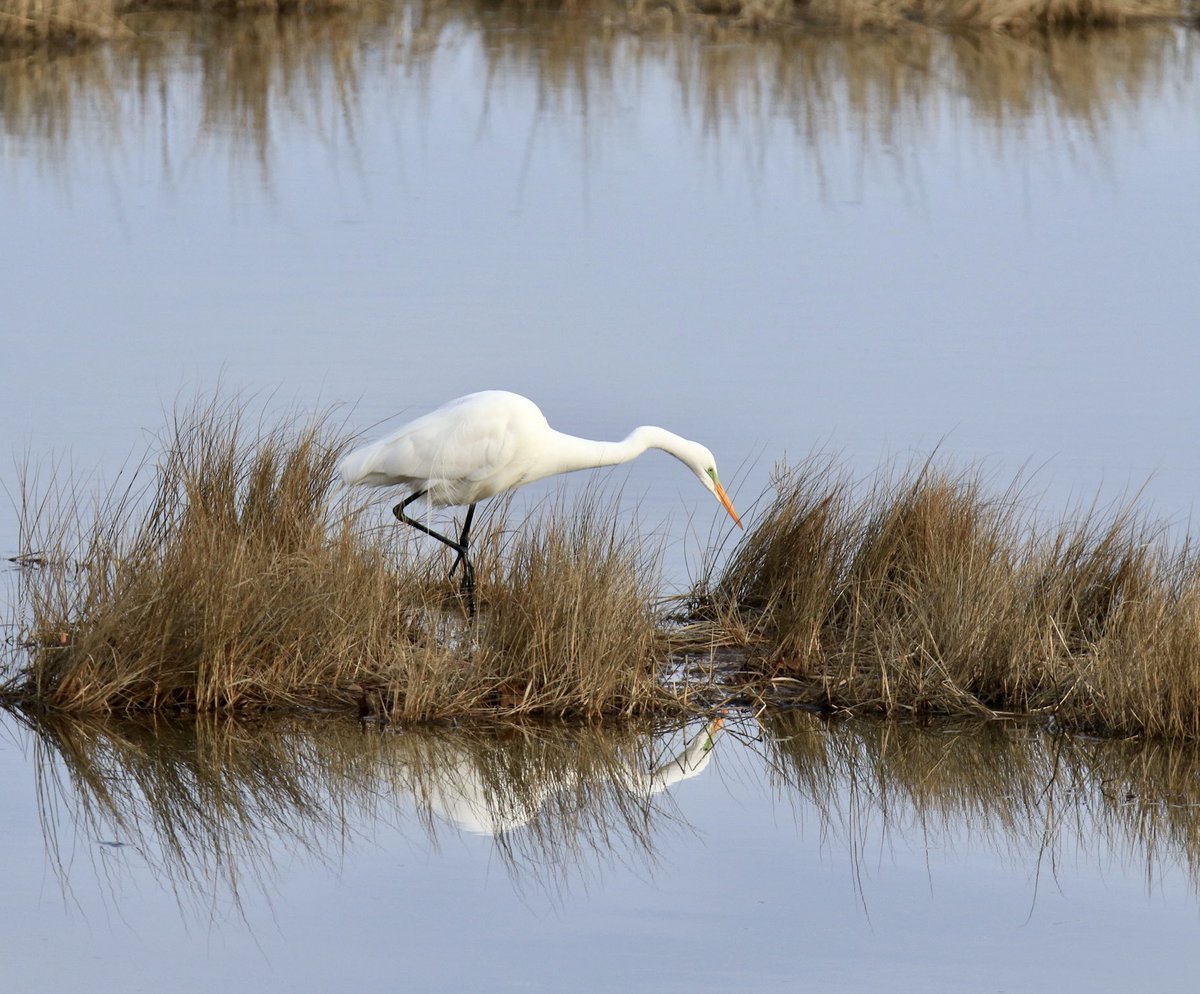 TaniBergeron's tweet image. I’m glad to say it’s the last day of March! #MarchReflectionChallenge #TwitterNatureCommunity #CTNatureFans #birdphotography