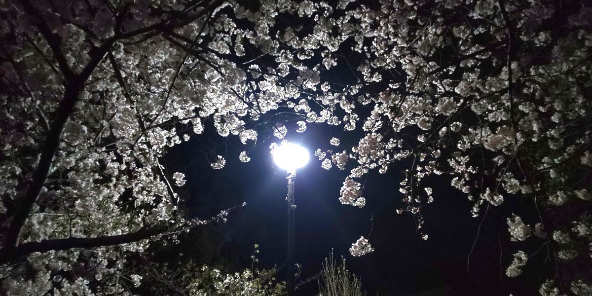 55_tnk's tweet photo. 帰りが遅くなってしまったが、ベンチで一休み ☕️😃

#桜 #さくら #夜桜 https://t.co/5aAiuSF4xu