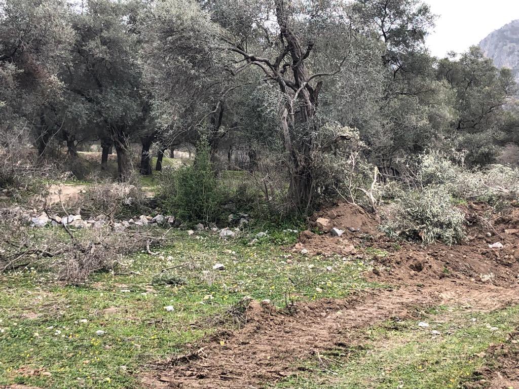 Milas Akbelen’de zeytinlik katliamı başladı. Zeytinciliğin Islahı ve Yabanilerinin Aşılattırılması Hakkında Kanununa göre madenciler zeytinliklerin yanına 3 kmden fazla yaklaşamaz. Yasaya aykırı Yönetmelik düzenlenemez! 
#ZeytinlikTaşınmaz
