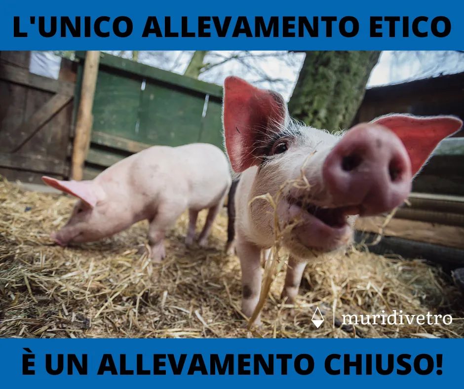 muridivetro tweet media