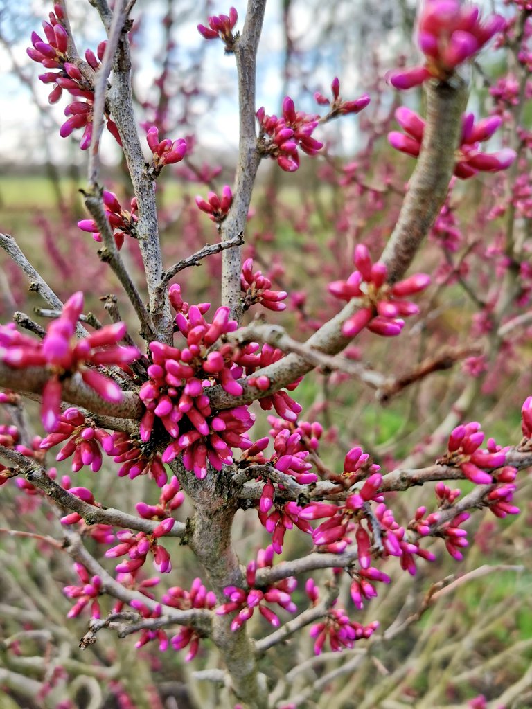 GabsInATree's tweet photo. Despite the freezing temperature, the pink buds of Cersis chinensis 'Avondale' in the Chinese Streamside Garden @RHSBridgewater are spectacular. Looking forward to seeing the flowers later this spring! #spring https://t.co/CXoJHC90du