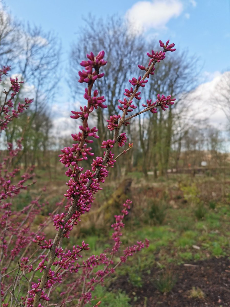 GabsInATree's tweet photo. Despite the freezing temperature, the pink buds of Cersis chinensis 'Avondale' in the Chinese Streamside Garden @RHSBridgewater are spectacular. Looking forward to seeing the flowers later this spring! #spring https://t.co/CXoJHC90du