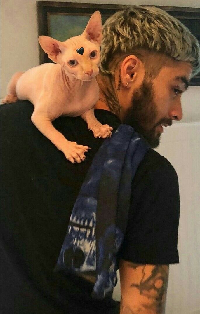 botzaddy's tweet photo. eu sou alérgica a pelos de gatos mas amo gatinhos, então o papai apareceu aqui com um presente… https://t.co/aeeygKRG8f