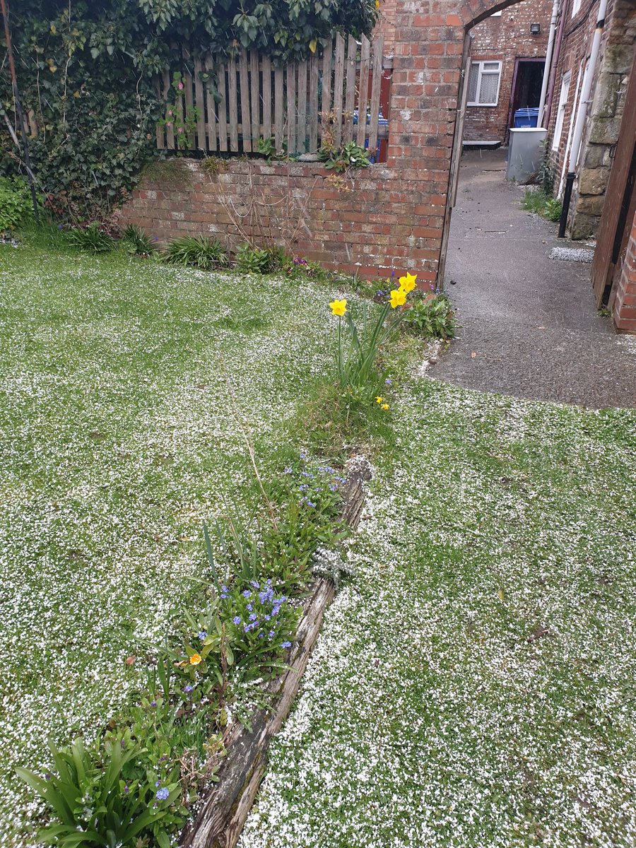 PhilipGreaves7's tweet photo. That's not Bradford it's too white. This is my garden in Bridlington today more diverse with its colour 😀 https://t.co/ZX1nXL2im9