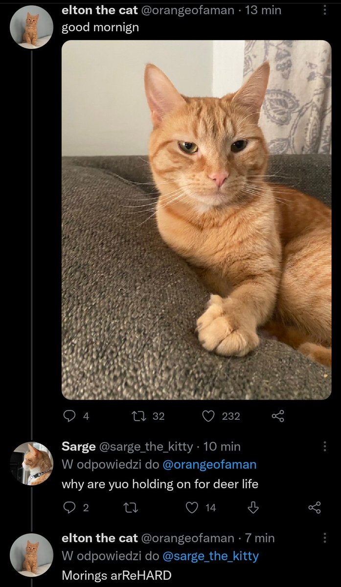 cattwtstruggle's tweet photo. . @orangeofaman @sarge_the_kitty https://t.co/FeBTWc1pCa